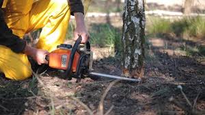 Best Tree Maintenance Programs  in Detroit, MI