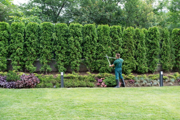 Best Lawn Drainage Solutions  in Detroit, MI