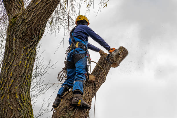 Reliable Detroit, MI Tree Services Solutions